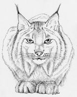 lynx2